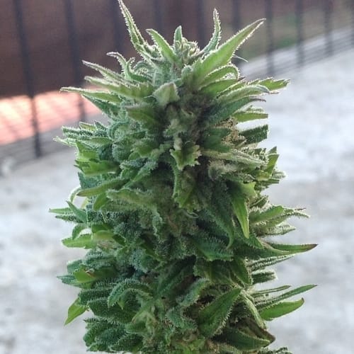 showing Resistant to Low Temperature – Uplifting – Tangy – image 4 – Seed City