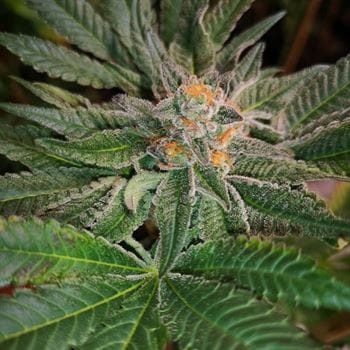Blue D5 from Old School Genetics