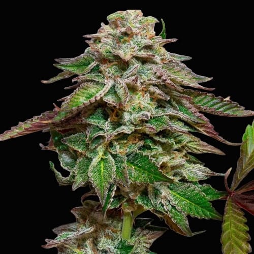 Blue Gem from Paradise Seeds