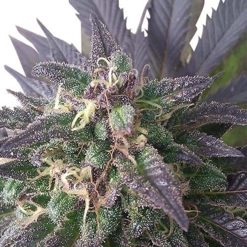 showing Sweet – Feminized – 12/12 Photoperiod – image 3 – Seed City