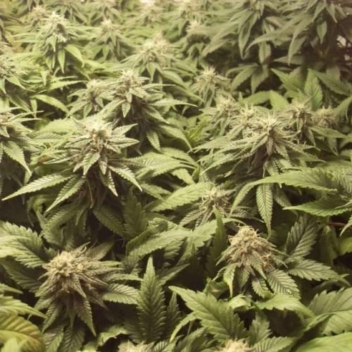 Indica-heavy – 12/12 Photoperiod – Depression – Bubblelicious strain – image 2 – from Nirvana Seeds via Seed City