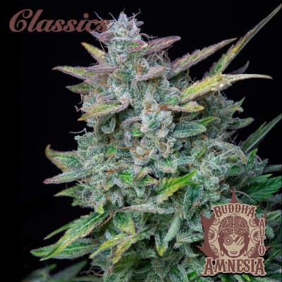 Buddha Amnesia from Buddha Seeds