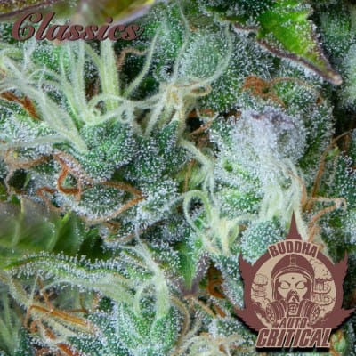 Buddha Auto Critical by Buddha Seeds – Auto-Flowering – Sweet – Feminized – image 3 – Seed City
