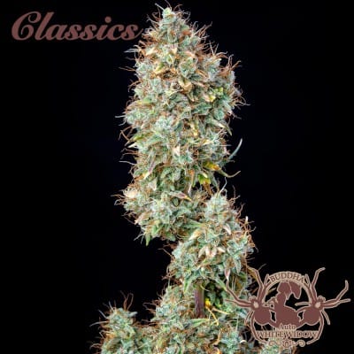 Image 2 of Buddha Auto White Widow cannabis by Buddha Seeds – Woodsy – Guaranteed female plants – Narcotic – Seed City