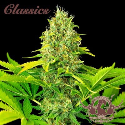Buddha Auto White Widow cannabis seeds – Outdoor – Woodsy – Narcotic – image 4 from Seed City
