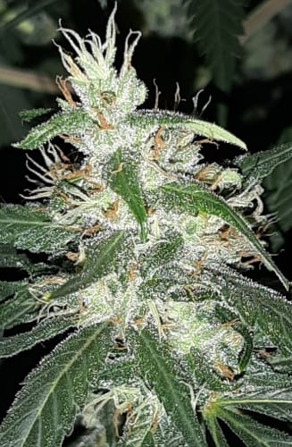 C5 Haze x Kali China by Ace Seed bank – Resistant to Mould – Dairy – Large yield – image 17 – Seed City