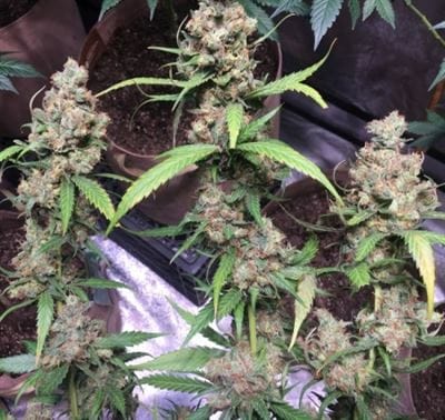 showing Female seeds – Psychedelic – Resistant to Mould – image 19 – Seed City
