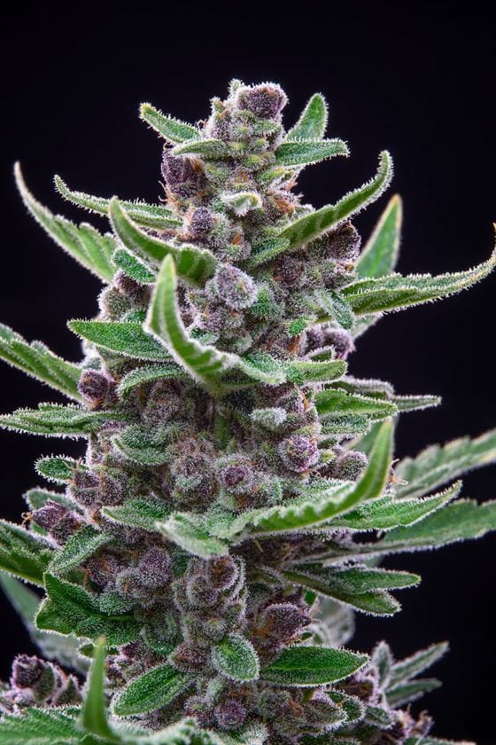 Feminized – Lemon – Good for outdoor grow – Tropicana Cookies Auto strain – image 3 – from FastBuds via Seed City
