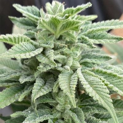 Image 2 of Gelato al Limone cannabis by Cali Connection Seeds – High Yielding – Indoor – Vanilla – Seed City