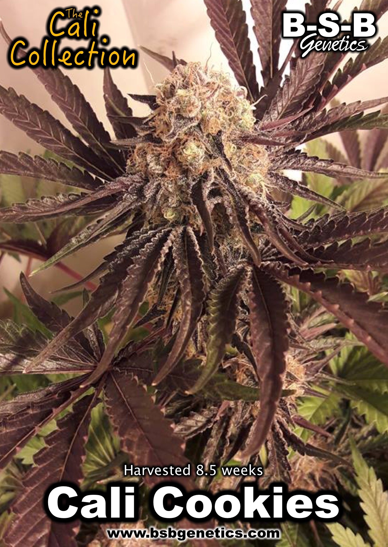 Image 2 of Cali Cookies cannabis by BSB Genetics – Indica Dominant – Indoor-friendly – Nausea – Seed City