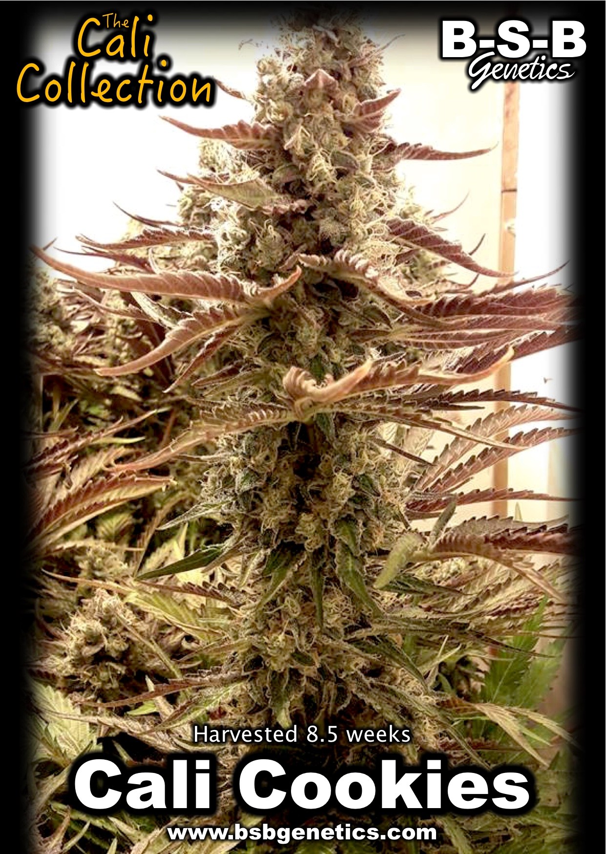 showing Nausea – Minty – Indica Dominant – image 4 – Seed City