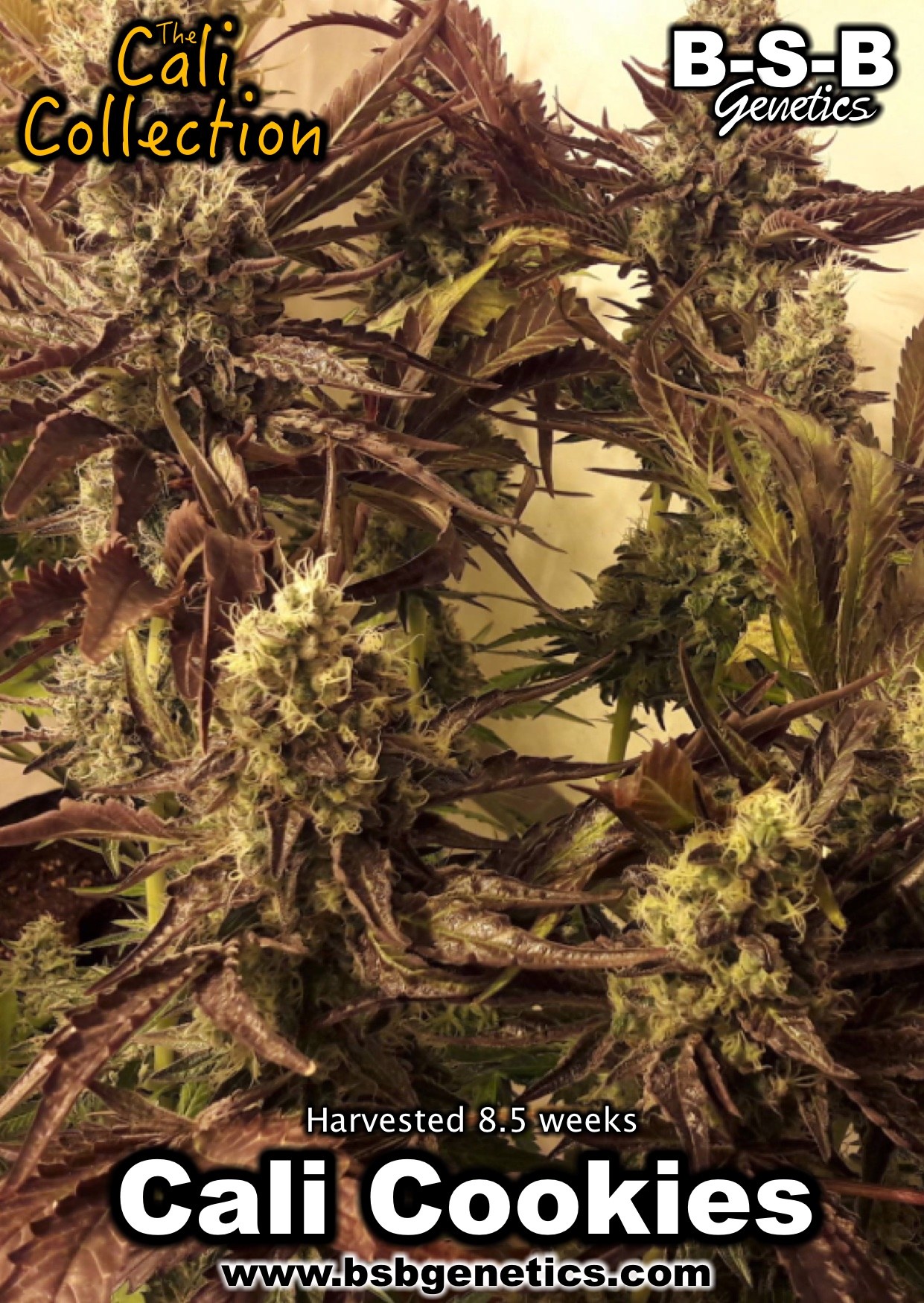 Minty – Nausea – Indica Dominant – Cali Cookies strain – image 7 – from BSB Genetics via Seed City