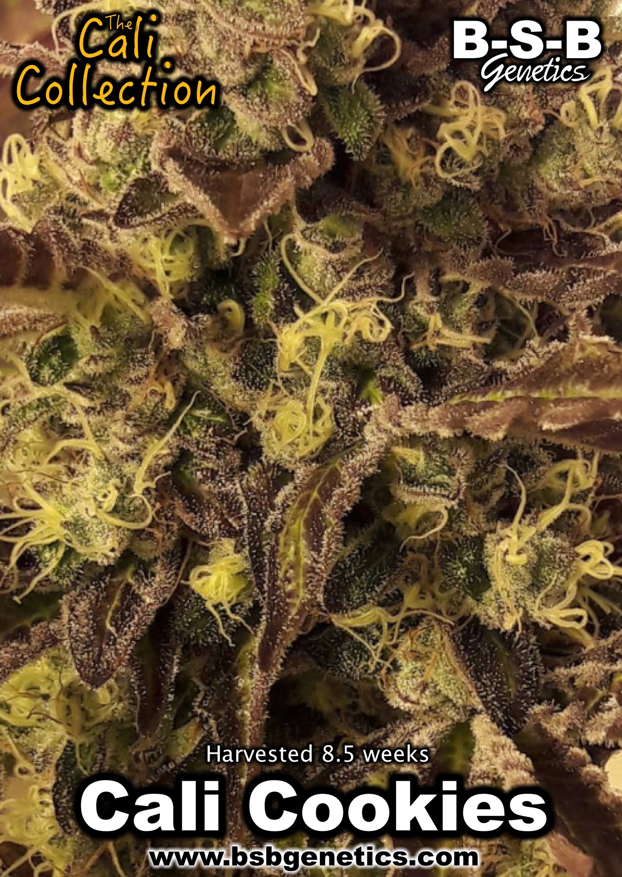Minty – 12/12 Photoperiod – Indica Dominant – Cali Cookies strain – image 8 – from BSB Genetics via Seed City