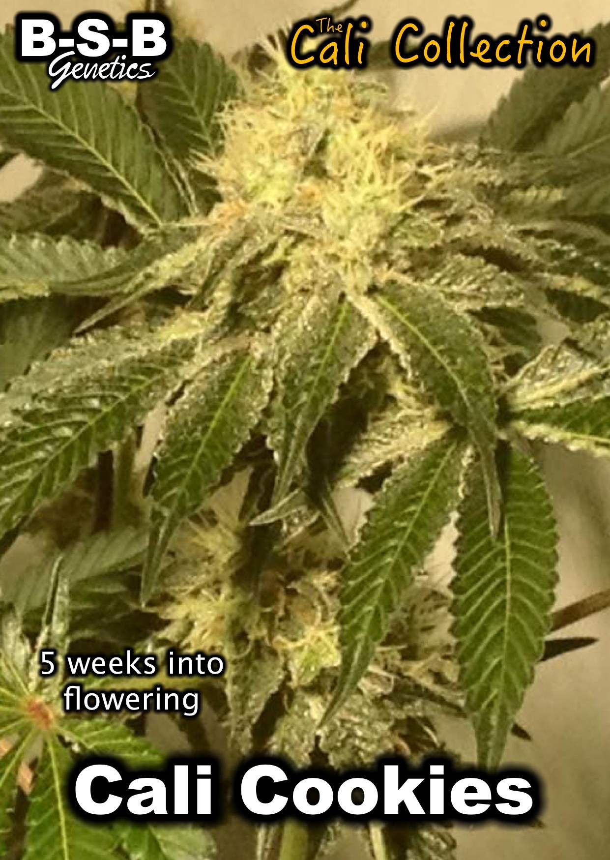 Cali Cookies cannabis seeds – Nausea – Feminized – Indoor-friendly – image 11 from Seed City