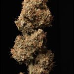 showing Outdoor – Excellent harvest potential – High CBD – image 1 – Seed City