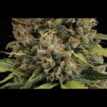 Image 2 of CBD Critical XXL Auto cannabis by Seed Stockers – Sweet – Indica Dominant – Outdoor – Seed City