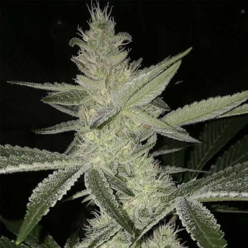 Image 2 of Strawberry Daze cannabis by Crockett Family Farms – Uplifting – Mostly Sativa – Sweet – Seed City