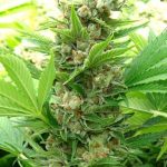 showing 12/12 Photoperiod – Large yield – Suited for indoor growing – image 1 – Seed City