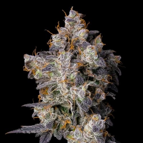 Cherry Zolato from Cookies Seed Bank