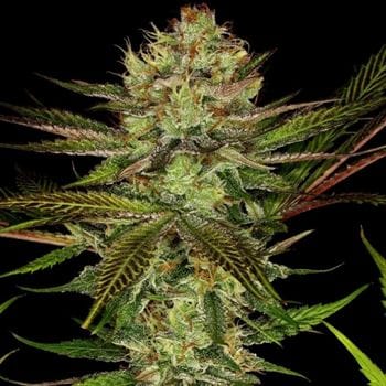Image 3 of Chocolate Wafflez cannabis by Paradise Seeds – 12/12 Photoperiod – Feminized – Minty – Seed City