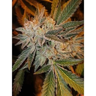 showing Fruity – 12/12 Photoperiod – Feminized – image 1 – Seed City