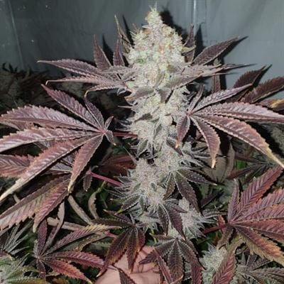 Chuntz from Original Big Buddha Family Farms
