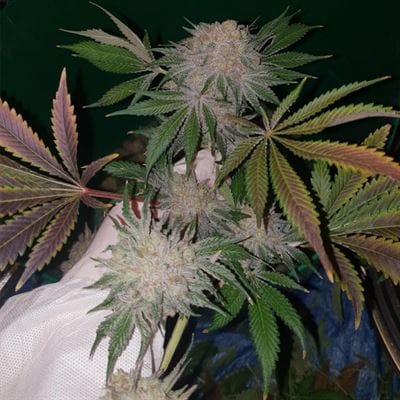 showing Feminized – 12/12 Photoperiod – Outdoor – image 2 – Seed City