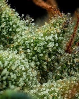 Slightly Stoopid Collie Man Kush cannabis seeds – Fuel – 12/12 Photoperiod – Female seeds – image 2 from Seed City
