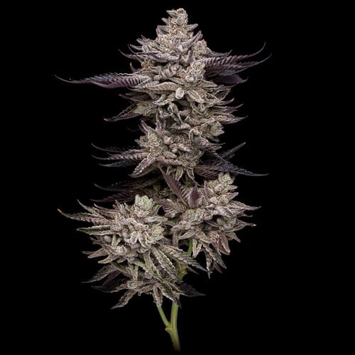 Frosted Fujis from Compound Genetics