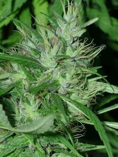 Congo from Ace Seed bank
