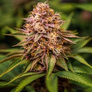 Conscious Kush V3 from Conscious Genetics