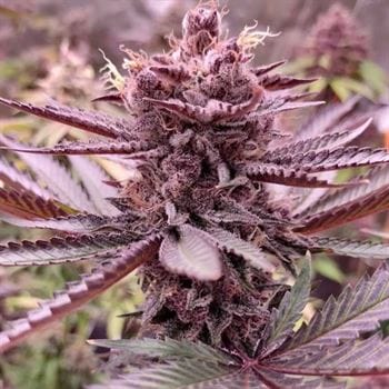 Conscious Kush V3 from Conscious Genetics