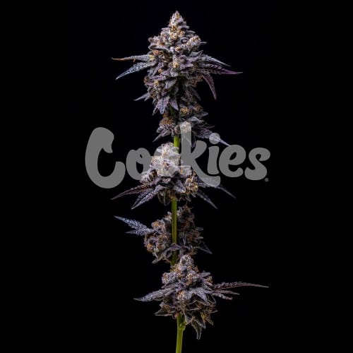 Hollywood cannabis seeds – 12/12 Photoperiod – Indoor – High Yielding – image 2 from Seed City