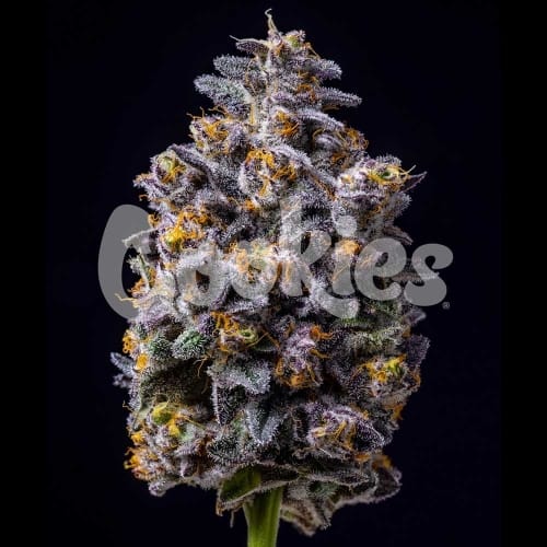 Hollywood cannabis seeds – Female seeds – 12/12 Photoperiod – High Yielding – image 3 from Seed City