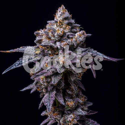 Hollywood cannabis seeds – Female seeds – High Yielding – Indoor – image 4 from Seed City