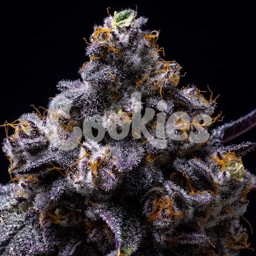 Hollywood by Cookies Seed Bank – High Yielding – Indoor – Female seeds – image 5 – Seed City