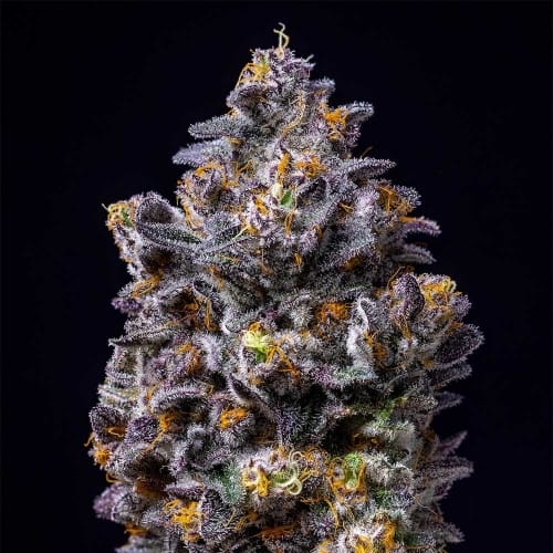 Lemon Cherry Pop from Cookies Seed Bank