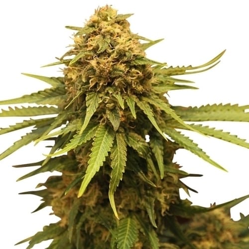 Critical by Royal Queen Seeds – Greenhouse – 12/12 Photoperiod – The End of September – image 4 – Seed City