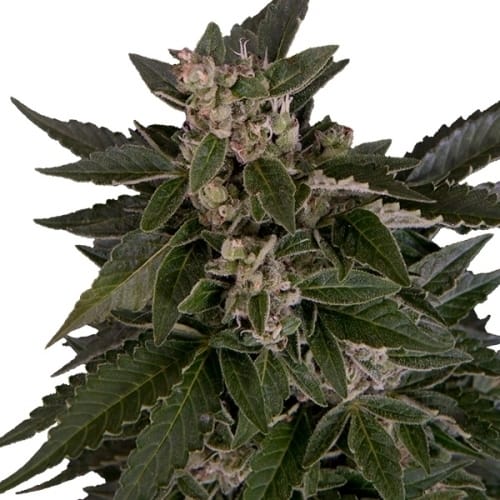 Royal Critical Automatic cannabis seeds – Auto-Flowering – Relaxing – Sweet – image 3 from Seed City