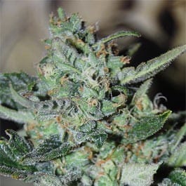 showing Citrus – Indoor – Auto-Flowering – image 1 – Seed City