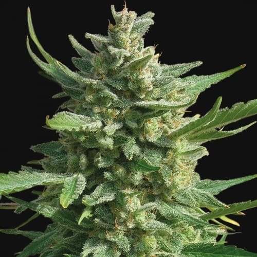 Critical Kush from Barneys Farm Seeds