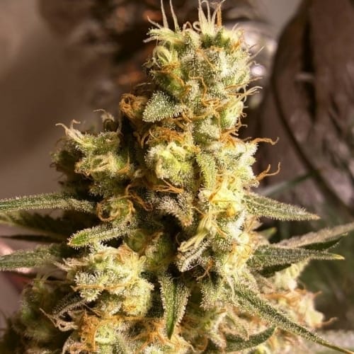 showing Large yield – The End of September – Super Strength – image 2 – Seed City