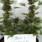Auto Critical Ogre 'Big 'N Fast' cannabis seeds – Female seeds – Auto-Flowering – Greenhouse – image 2 from Seed City