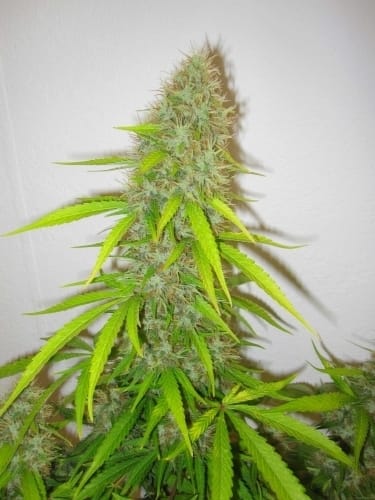 Critical Jack Herer by Delicious Seeds – Middle of October – 12/12 Photoperiod – Incense – image 2 – Seed City