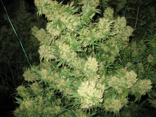 Image 3 of Critical Skunk cannabis by Mr Nice Seeds – Greenhouse – Indica-heavy – Regular – Seed City