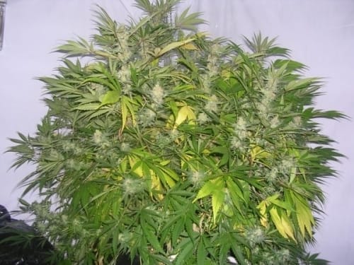 Critical Skunk from Mr Nice Seeds