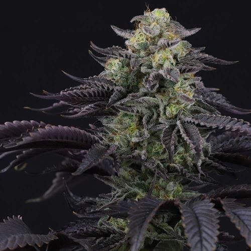 Icee Melt from Crockett Family Farms