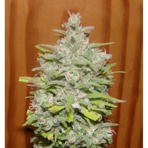 showing Indoor – Spicy – Female seeds – image 2 – Seed City