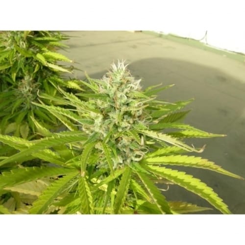 Crystal METH by Dr Underground – The End of October – Excellent harvest potential – General Pain – image 6 – Seed City