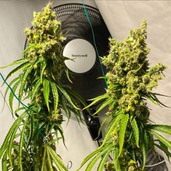 Isaac Haze from Original Dampkring Genetics